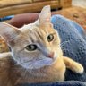 crazy cat lady's profile picture