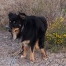 Profilbild von DesertBulleit