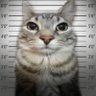 N4brams profil fotoğrafı