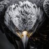 Фото профиля GOLDEN EAGLE