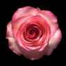 Suzie Rose's profile picture
