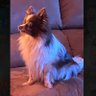 Chris J. profil fotoğrafı