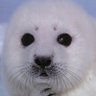 Фото профиля Generic Seal