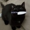 Olly Sensei › › › › 的头像