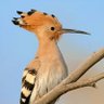Фото профиля THE BIRD