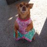 TheTysonDog's profile picture