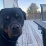 Kyleearnuf Wissmann profil fotoğrafı