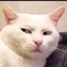 Profilbild von CLM Conservatives Lives Matter