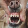 Фото профиля Piche Canis Lupus