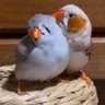 Profilbild von shankar
