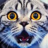 Boourbon Bon profil fotoğrafı