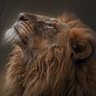 Sihle Major's profile picture