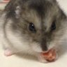 聖帝瑞鶴's profile picture