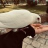ابو علي profil fotoğrafı
