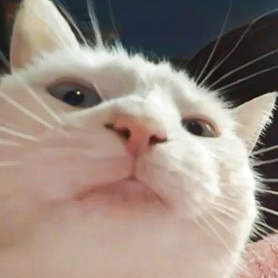 VIBING CAT's profile picture