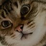 ねこムック profil fotoğrafı