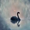 ❤️🪽 profil fotoğrafı
