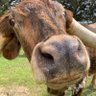 Rupertgumpert96 profil fotoğrafı