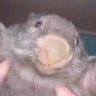 Bobr's profile picture