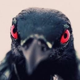 Crickettrag1965's profile picture