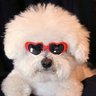 Bichon Mom's profile picture