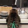 shara 👀😾 profil fotoğrafı