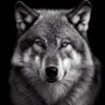 Profilbild von binesh samal