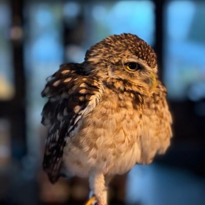 cafeふれあいtorikago's profile picture