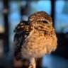 cafeふれあいtorikago profil fotoğrafı