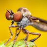 Gnat Howler 的头像
