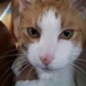 4GattiNeri's profile picture