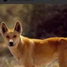 f/k/a Dingo's profile picture
