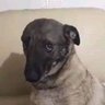 sadi profil fotoğrafı
