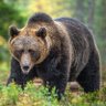 Wayne Bearman profil fotoğrafı