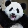 Panda🐼 profil fotoğrafı