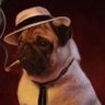 Gangsta pug profil fotoğrafı
