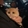 _🪽 profil fotoğrafı