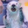 癒しのねこ好きんにく 的头像