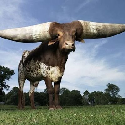 ppegastraindo's profile picture