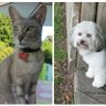Фото профиля minou330bx 🐩😺⚘