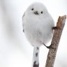 こうら's profile picture