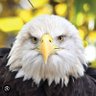 Фото профиля Independence