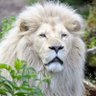 یک وطن پرست واقعی profil fotoğrafı