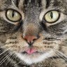 Cato the cat profil fotoğrafı