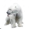 BigWhiteBear profil fotoğrafı