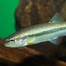 Profilbild von Semotilus atromaculatus