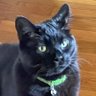 Фото профиля Maxx the cat