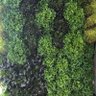 Winter Gardener's profile picture