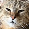 KQueek's profile picture