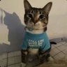 Bit Cat 的头像